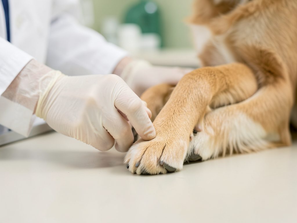VetÖzet: a gloved veterinarian examining a dog's paw